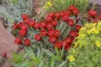 Thumbnail EchinocereusTrig.webp 
