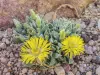 Thumbnail FaucariaBosscheana.webp 