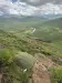 Thumbnail EyohorbiaClavaroides.webp 