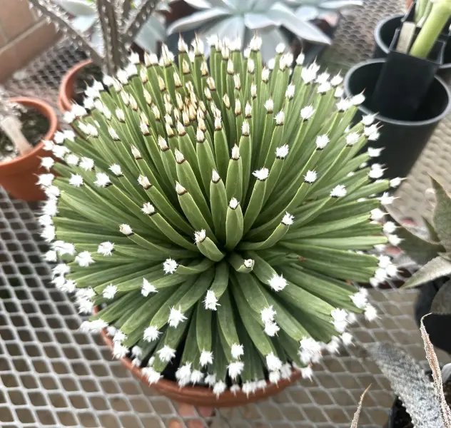 Scaled image Agave_albopilosa.webp 