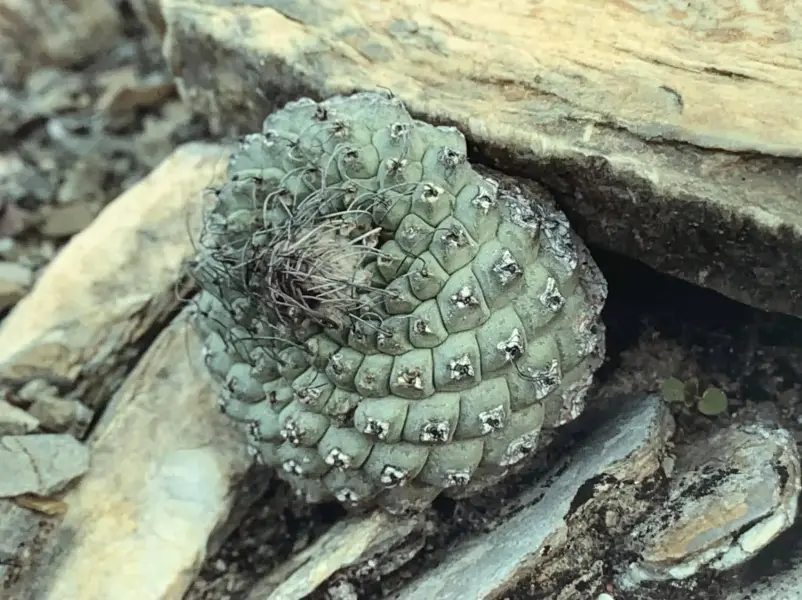 Scaled image Strombocactus_esperanzae.webp 