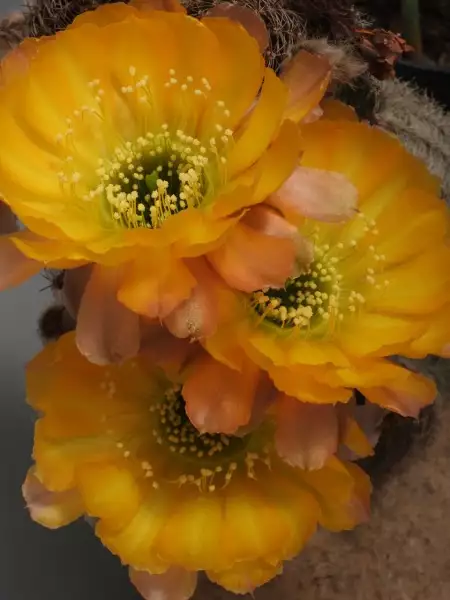 Scaled image p31.webp 