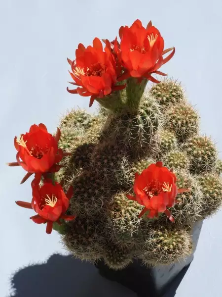 Scaled image p57.webp 