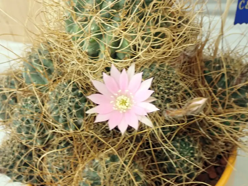 Scaled image P4124208.webp 
