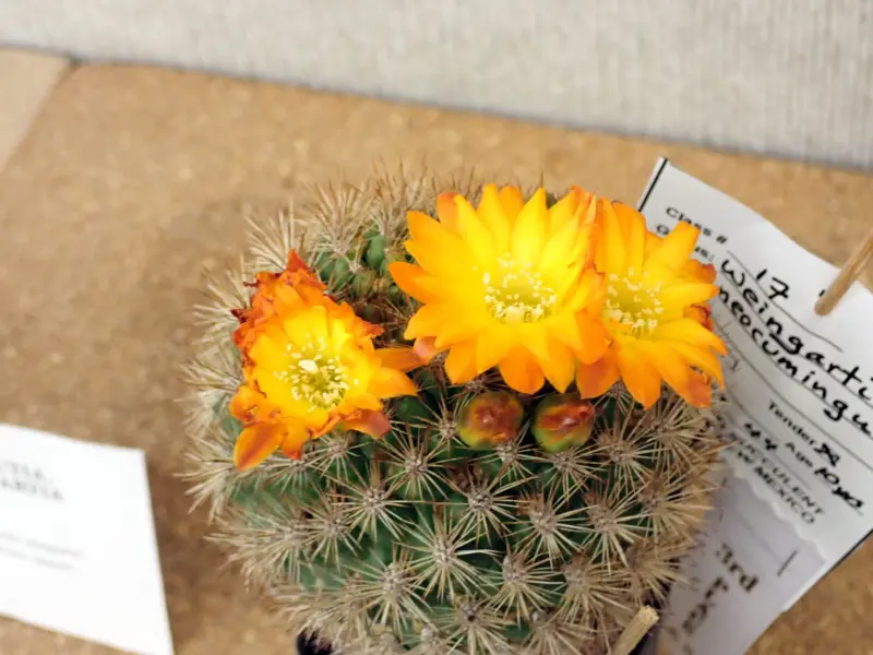 Scaled image P4124209.webp 