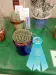 Thumbnail P4124200.webp 