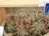 Thumbnail P4124207.webp 