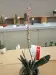 Thumbnail P4124211.webp 