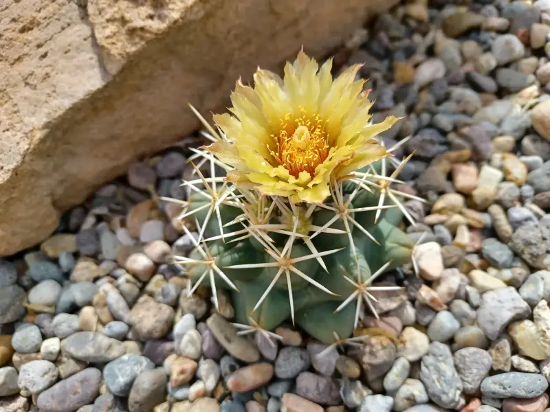 Scaled image Coryphantha_sheerii.webp 