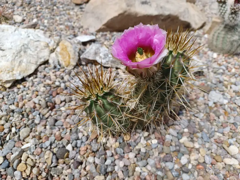 Scaled image Echinocereus_engelmannii.webp 
