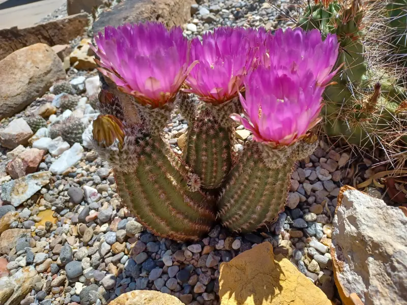 Scaled image Echinocereus_reichenbachii_'Purple_Candle'.webp 