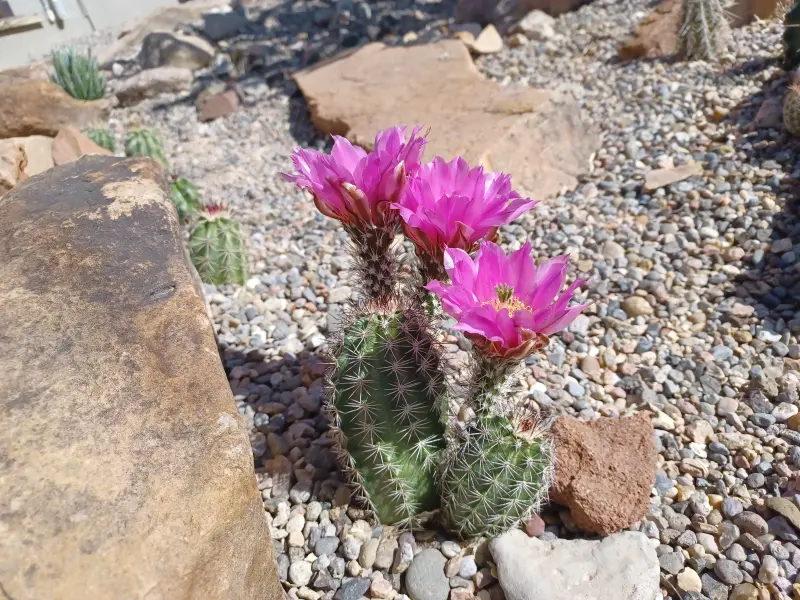 Scaled image Echinocereus_reichenbachii_x_mutt.webp 