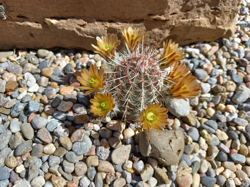 Scaled image Echinocereus_russanthus.webp 