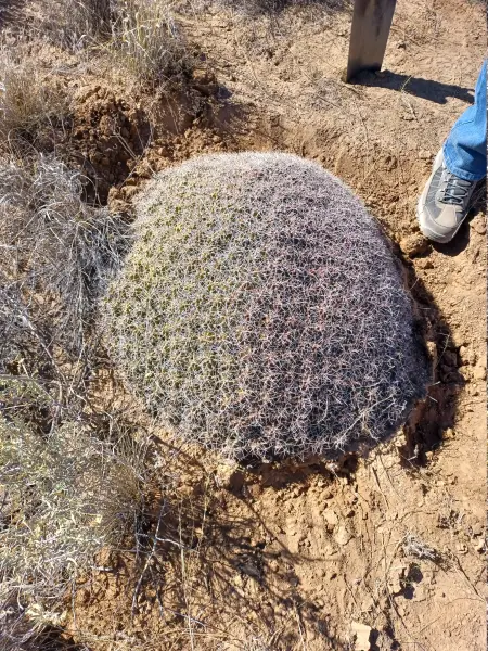 Scaled image Echinocereus_triglochidiatus_Rescue.webp 