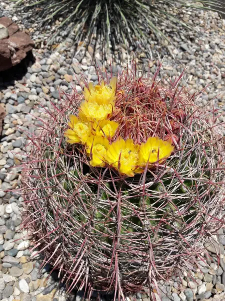 Scaled image Ferocactus_acanthodes.webp 