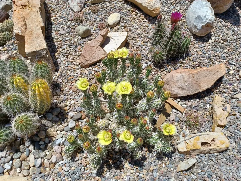 Scaled image Grusonia_clavata.webp 