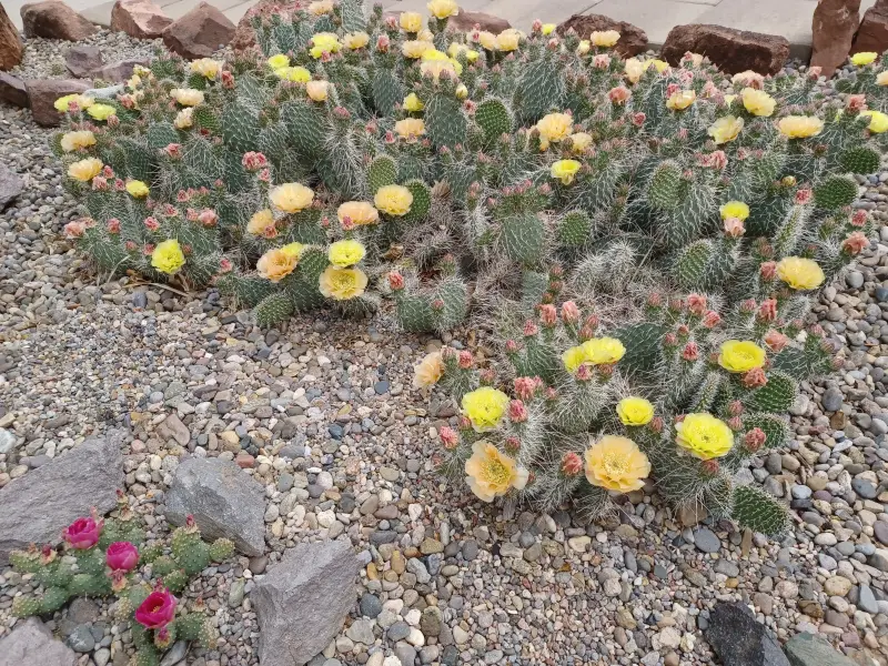 Scaled image Opuntia_polyacantha.webp 