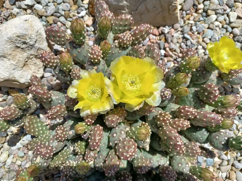 Scaled image Opuntia_potato.webp 