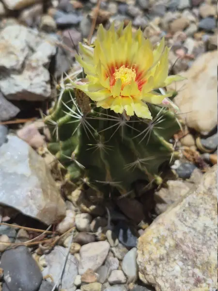 Scaled image Thelocactus_setispinus.webp 