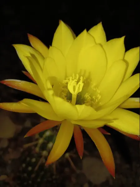 Scaled image Trichocereus_pseudocandicans_1_night.webp 
