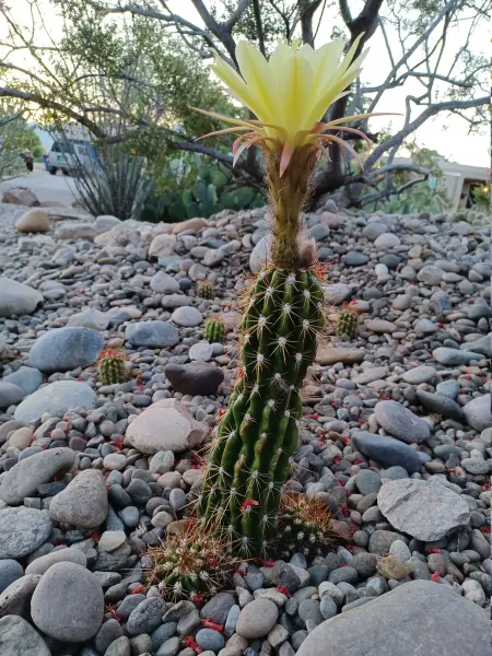 Scaled image Trichocereus_pseudocandicans_2_morning.webp 