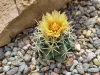 Thumbnail Coryphantha_sheerii.webp 