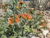 Thumbnail Cylindropuntia_viridiflora.webp 