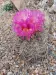 Thumbnail Echinocactus_horizonthalonius.webp 