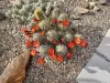Thumbnail Echinocereus_coccinea_variegated.webp 