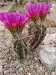 Thumbnail Echinocereus_engelmannii_x_mutt.webp 