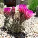 Thumbnail Echinocereus_fendleri.webp 