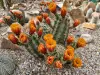 Thumbnail Echinocereus_lloydii.webp 
