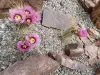 Thumbnail Echinocereus_nicholii.webp 