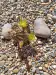 Thumbnail Echinocereus_viridiflorus.webp 