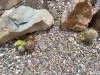 Thumbnail Echinocereus_viridiflorus_hybrid.webp 
