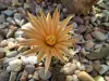 Thumbnail Escobaria_missouriensis.webp 