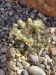 Thumbnail Mammillaria_meiacantha.webp 