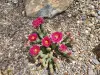 Thumbnail Opuntia_fragilis_hybrid.webp 