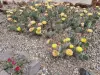Thumbnail Opuntia_polyacantha.webp 