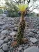 Thumbnail Trichocereus_pseudocandicans_2_morning.webp 