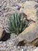 Thumbnail x_Agave.webp 